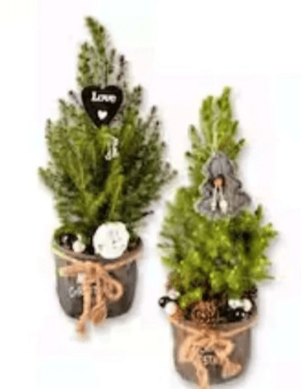 Smreka v loncu iz jute