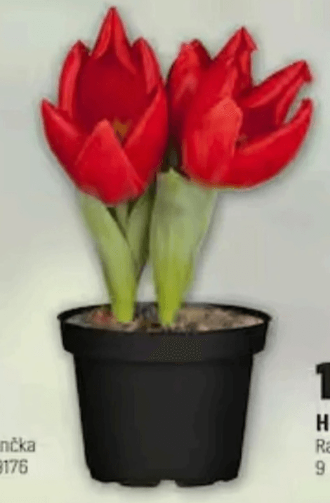 TULIPAN - Akcija v trgovini Obi