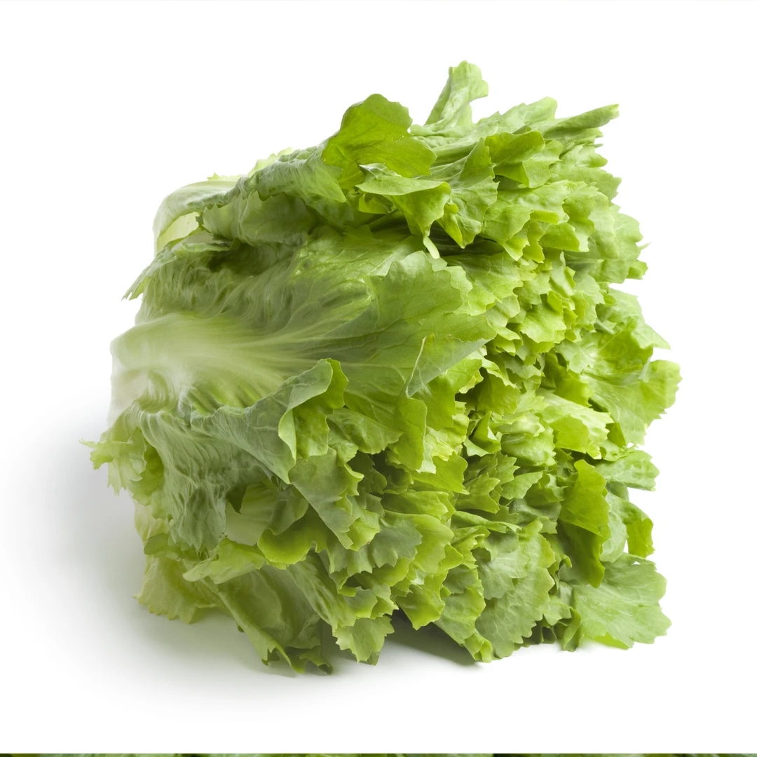 Solata endivija Eskariol