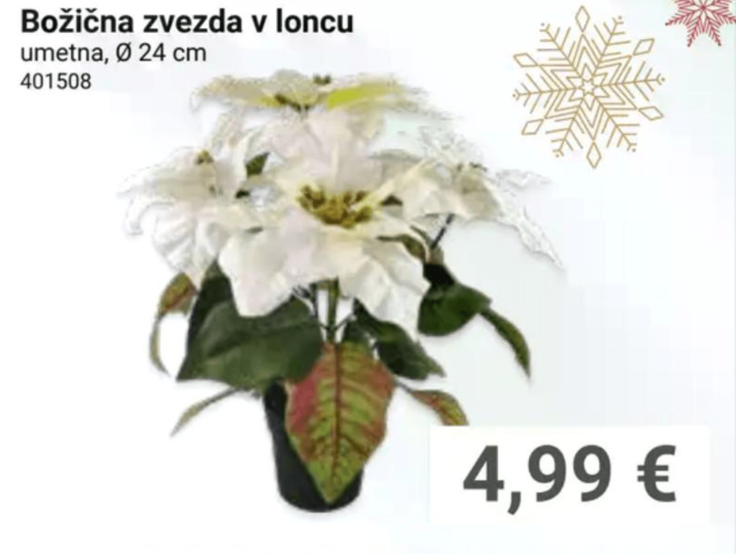 Božična zvezda v loncu