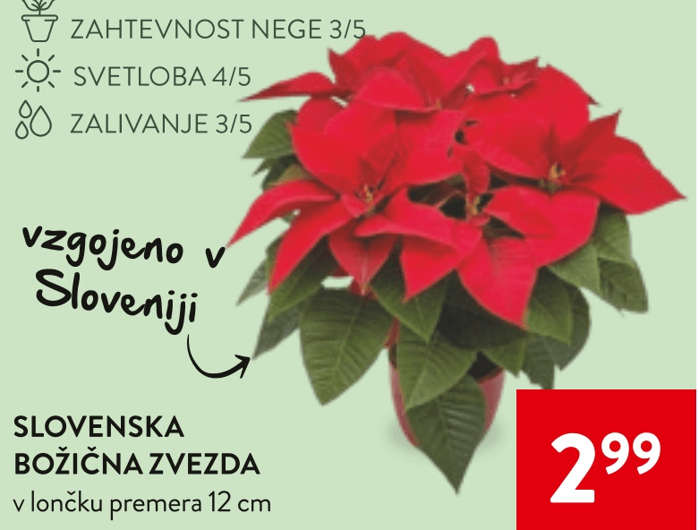 Slovenska Božična Zvezda