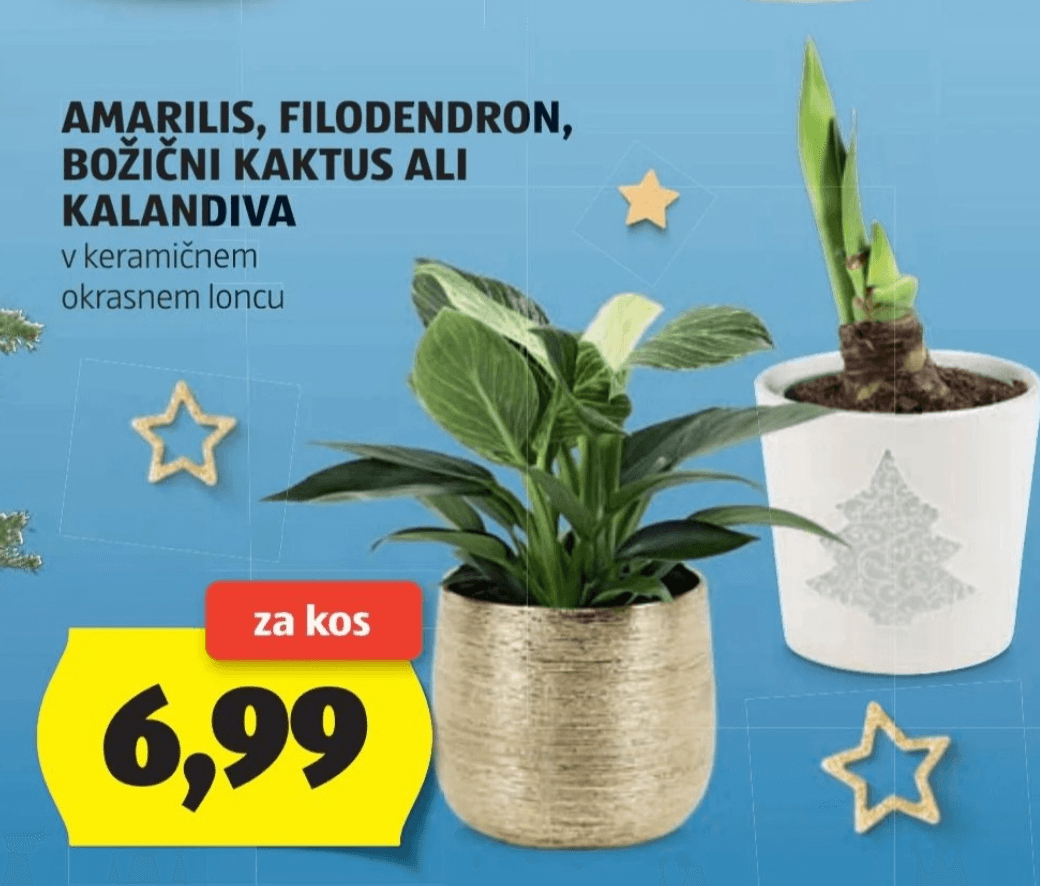 Amarilis, Filodendron, Božični kaktus ali Kalandiva
