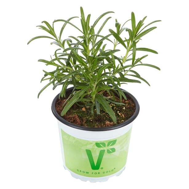Volmary Rožmarin 'Abraxas' v lončku Ø 12 cm - Akcija v trgovini Bauhaus