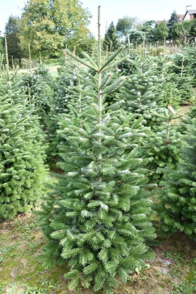 Rezana kavkaška jelka Premium 125-150 cm