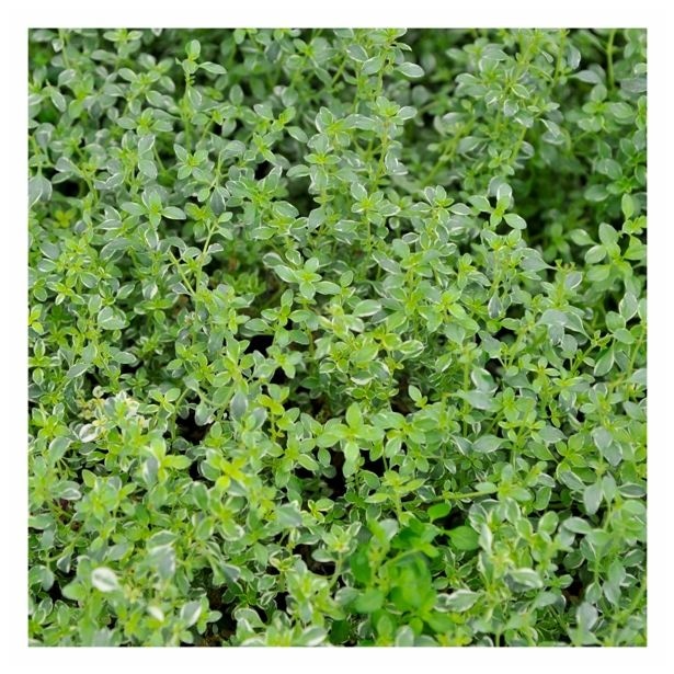 Volmary Srebrni timijan 'Silver Queen' v lončku Ø 12 cm - Akcija v trgovini Bauhaus