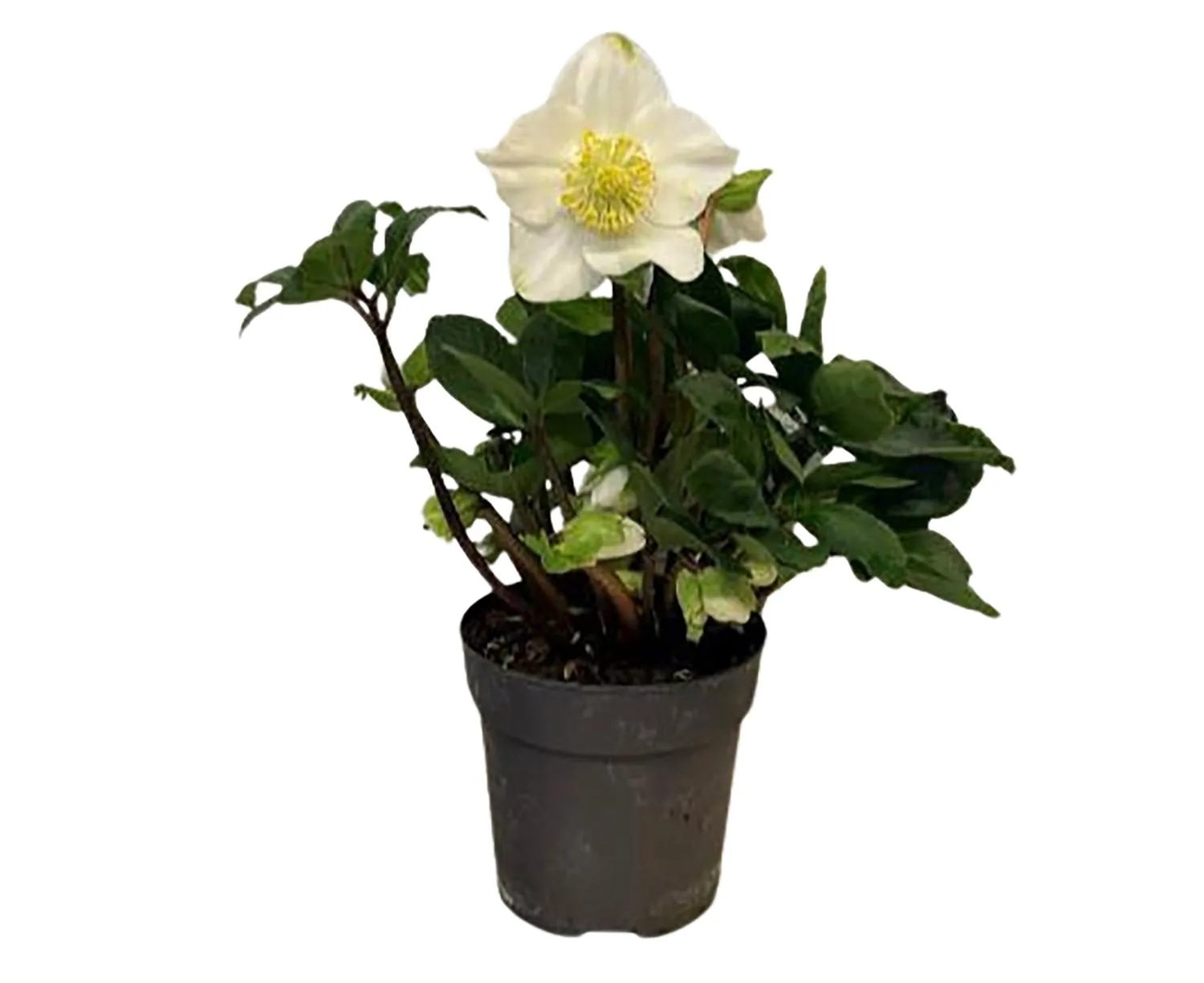 Črni teloh (lat. Helleborus niger)