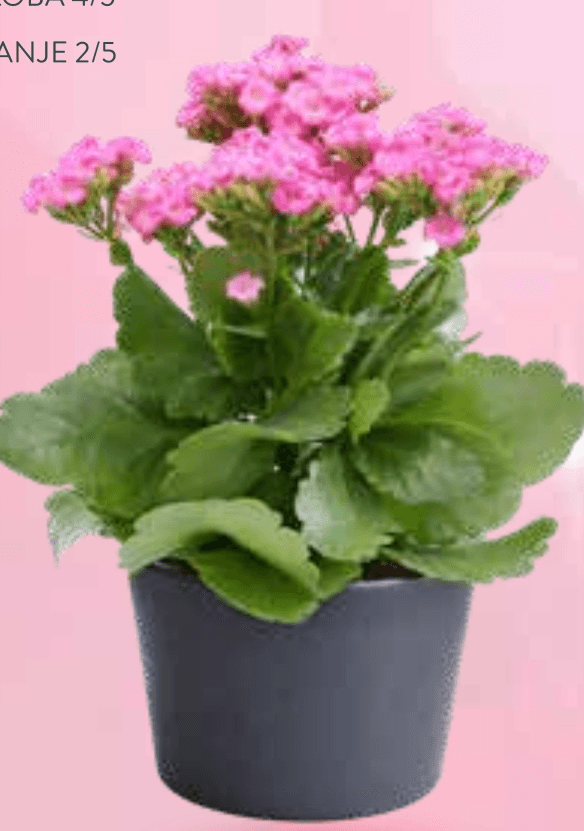 Cvetoča lončnica - Akcija v trgovini Spar