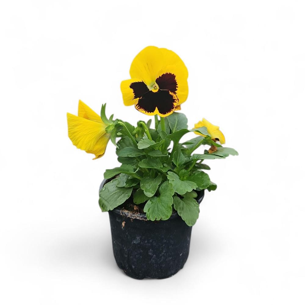 Mačeha Viola Ø9 cm lonček