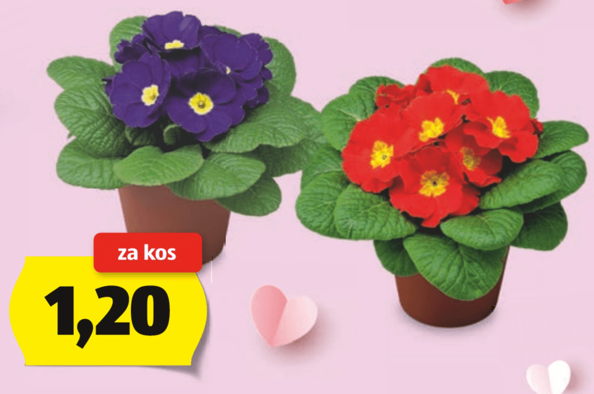 Trobentica - Akcija v trgovini Hofer