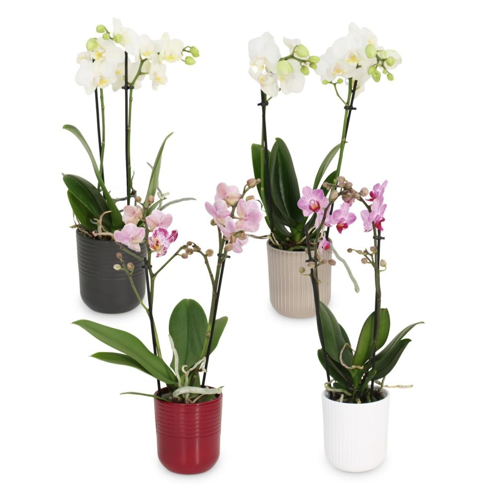Orhideja Phalaenopsis - Akcija v trgovini Merkur