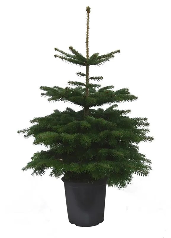 Kavkaška jelka 40-60 cm