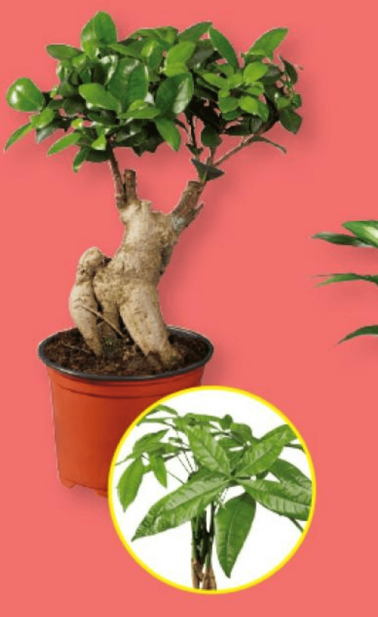 Fikus ginseng ali pahira