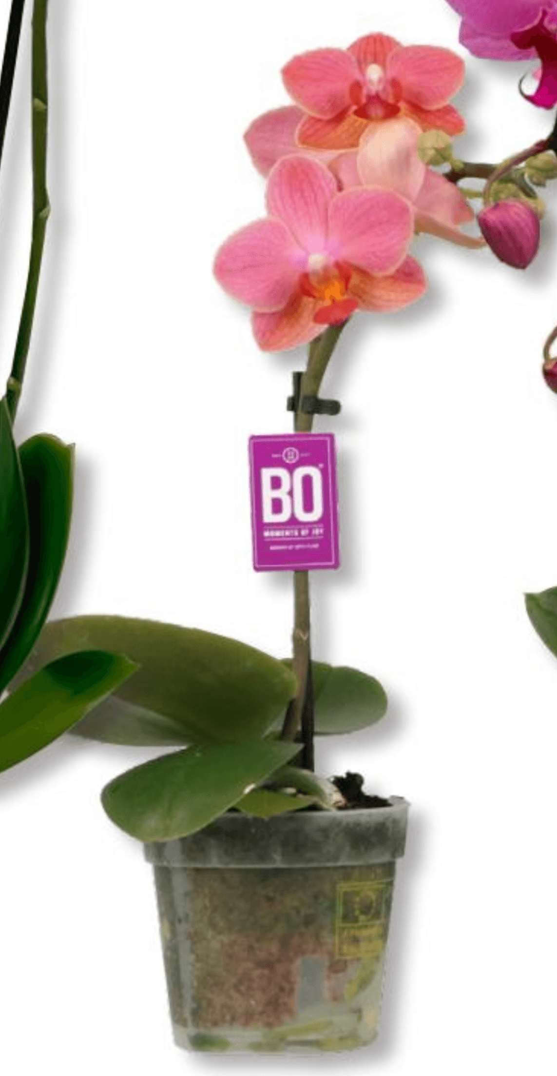 Sweety BO - Akcija v trgovini Bauhaus