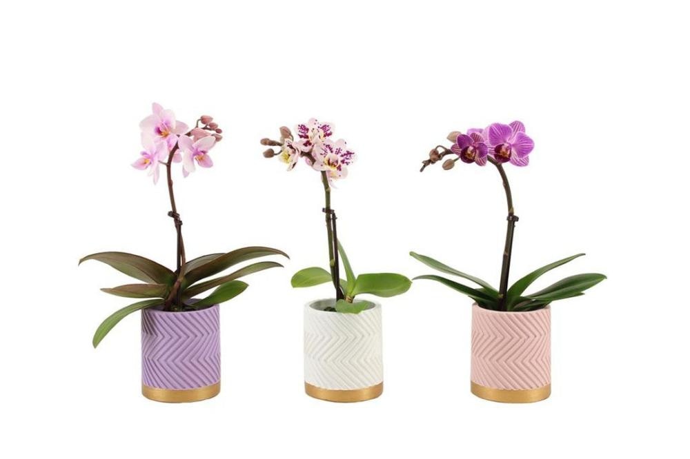 Dišeča orhideja Falenopsis Ø 12 cm lonček