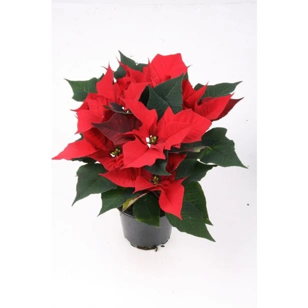 Praznična božična zvezda MIX