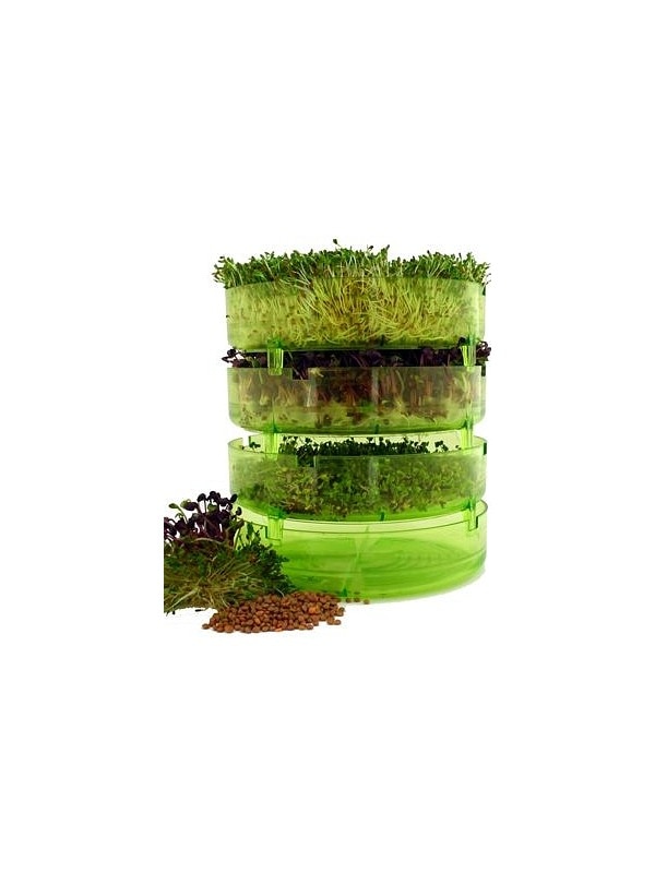 Geo kalilnik Amarant