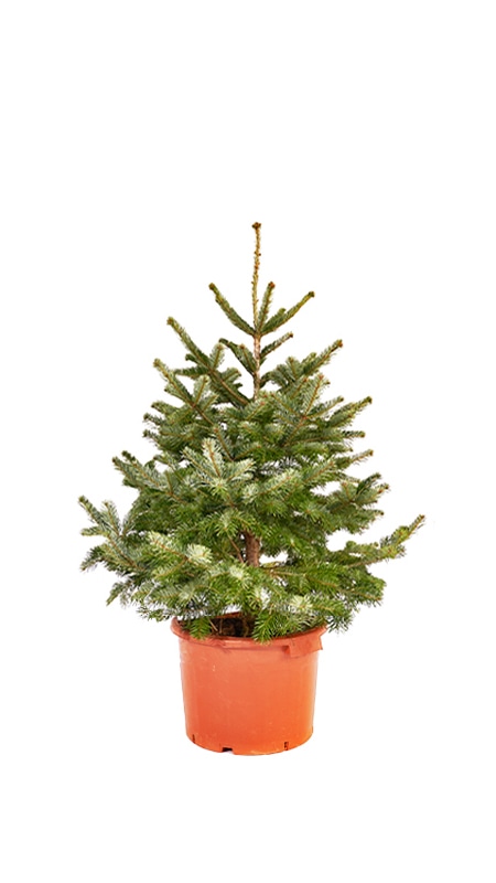 Nordijska jelka višina 100-125 cm