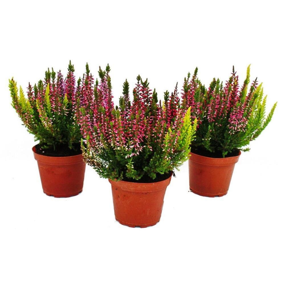 Jesenska Vresa Twin Calluna Beauty Ladies 12 cm lonček