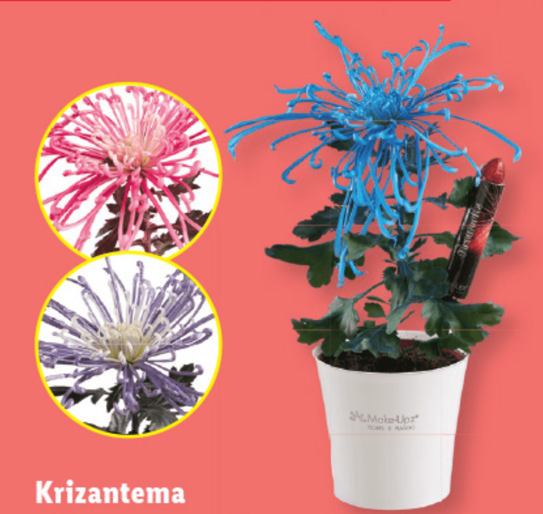 Krizantema „Flowerrockets“