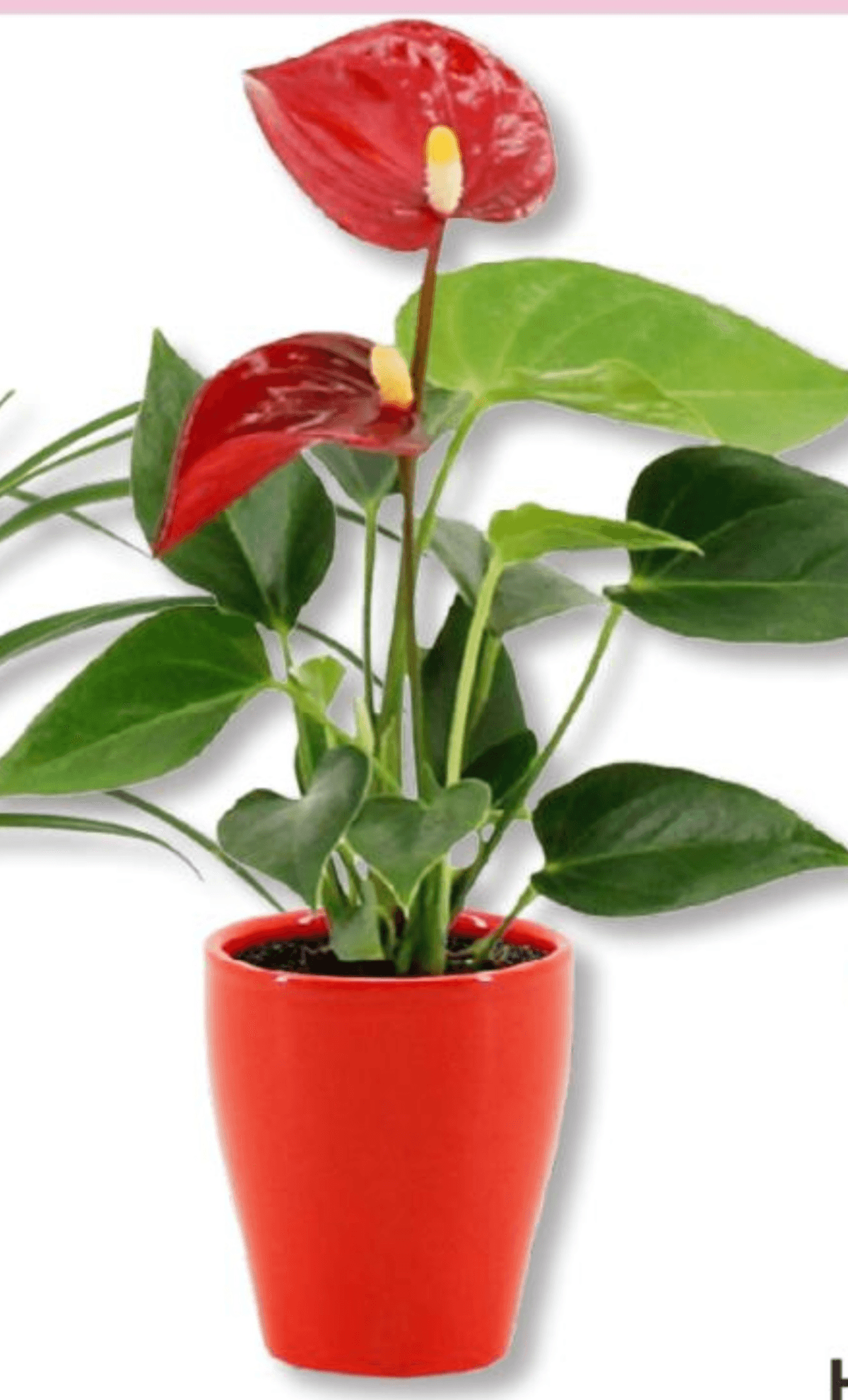 Flamingovec - Akcija v trgovini Bauhaus