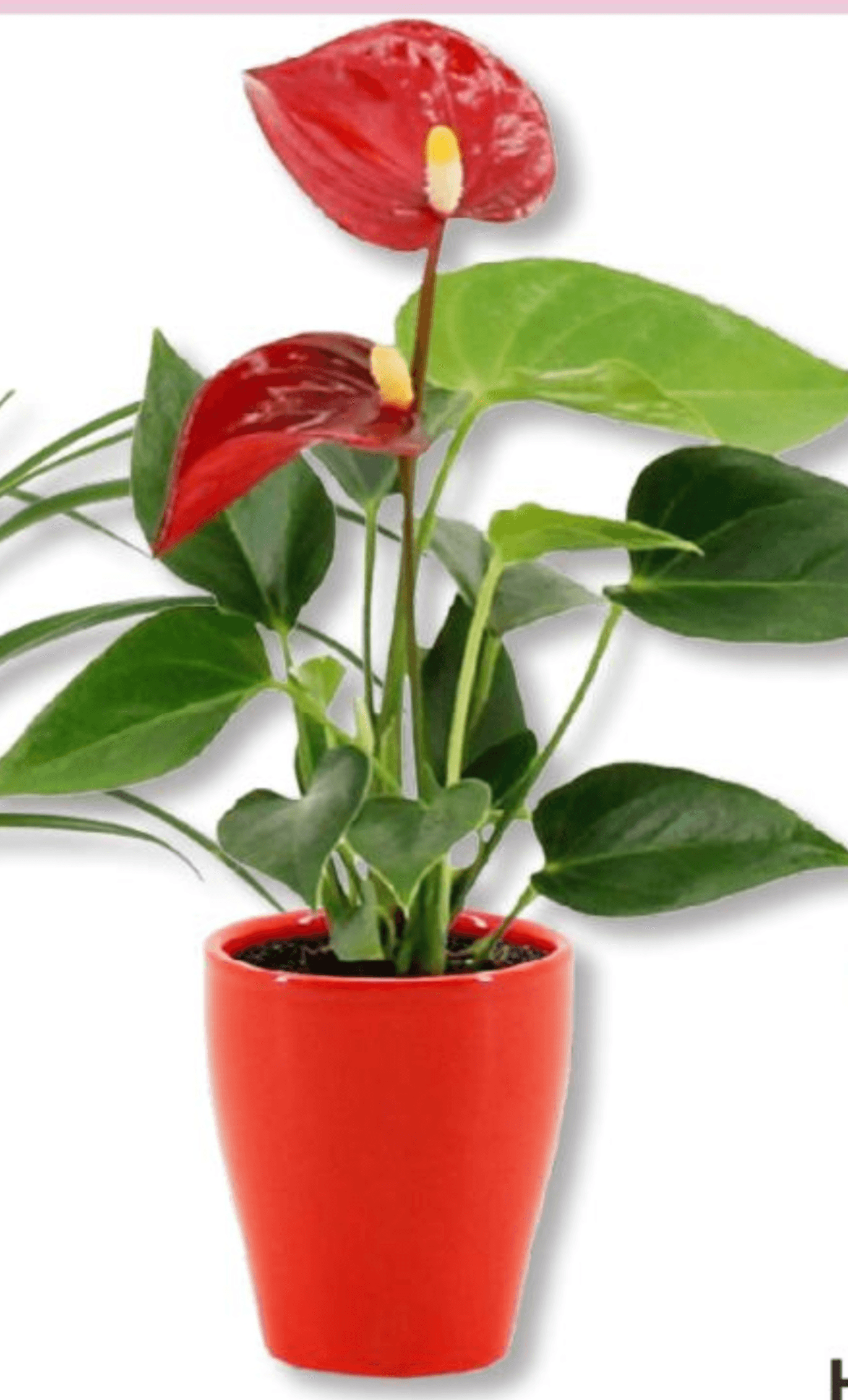 Flamingovec - Akcija v trgovini Bauhaus