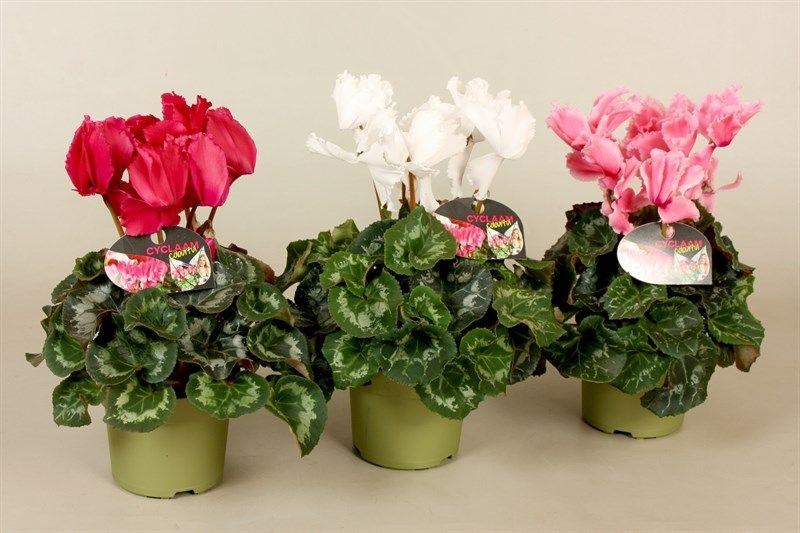 Slovenska Ciklama v ca. 12-cm loncu