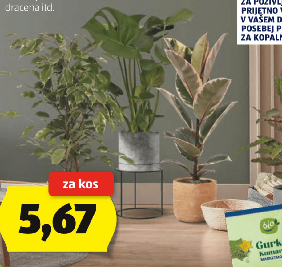 ENERGIJSKA RASTLINA FENG SHUI v ca. 17-cm lončku