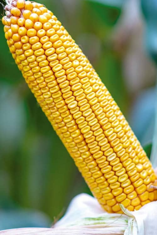 Semenska koruza 25.000 zrn - Akcija v trgovini Jager