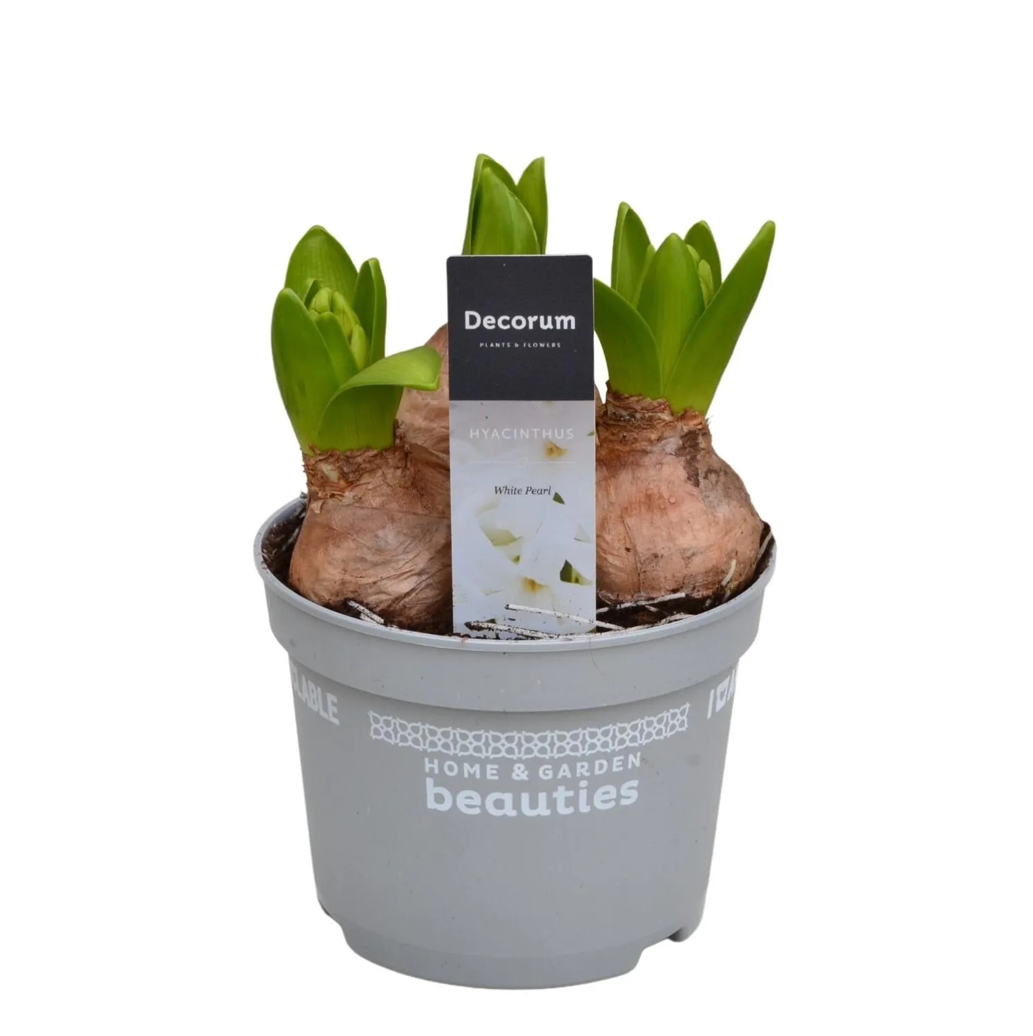 Hijacinte Ø 7 cm, v 12 cm