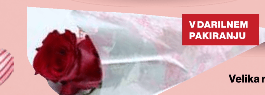 Velika rdeča vrtnica 60 cm - Akcija v trgovini Mercator