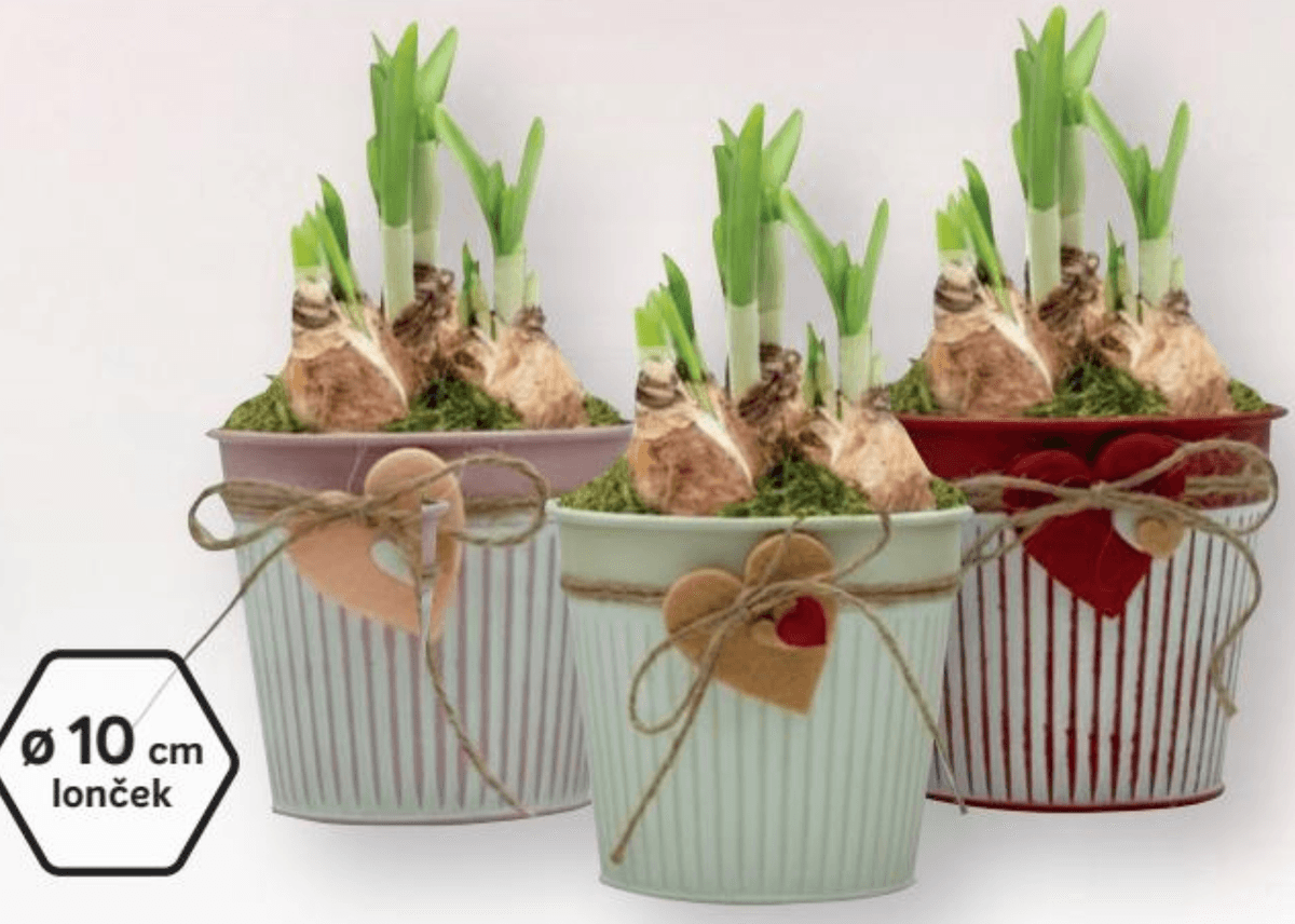 Narcisa s srčkom - Akcija v trgovini Merkur