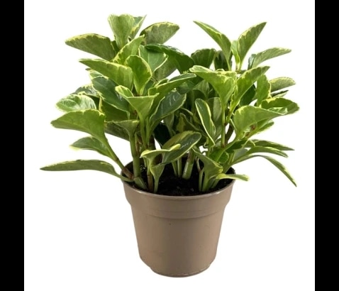 Magnolijelistna poprovka - Akcija v trgovini Bauhaus