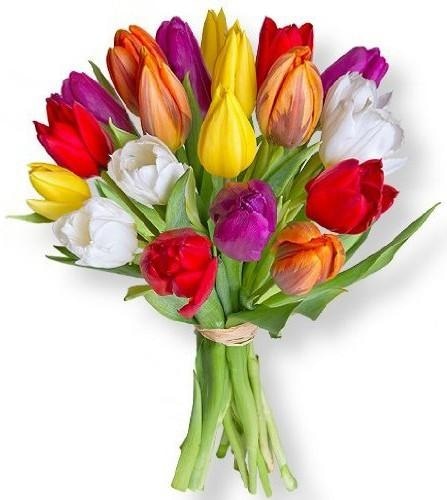 Pisan šopek tulipanov - Akcija v trgovini Hofer