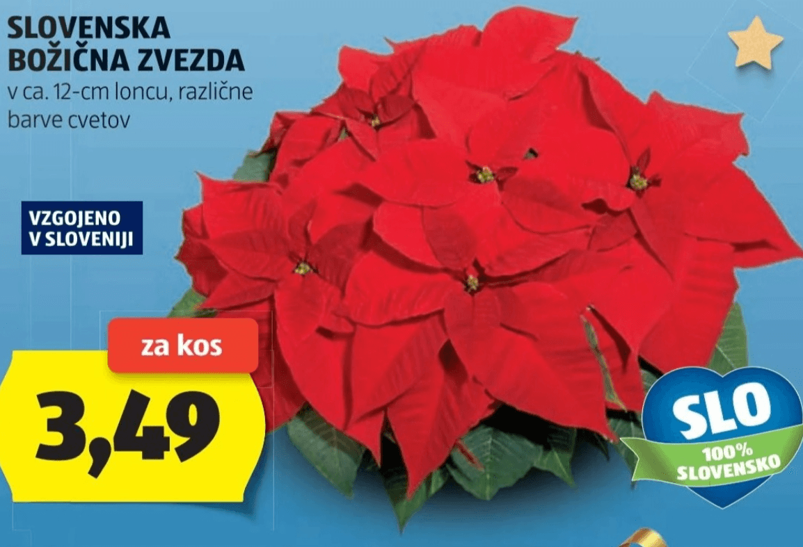 Slovenska božična zvezda