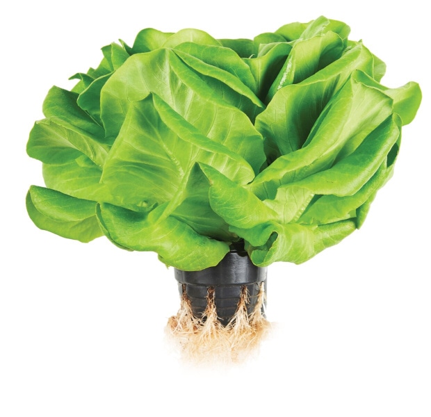 Slovenske solate živa kos