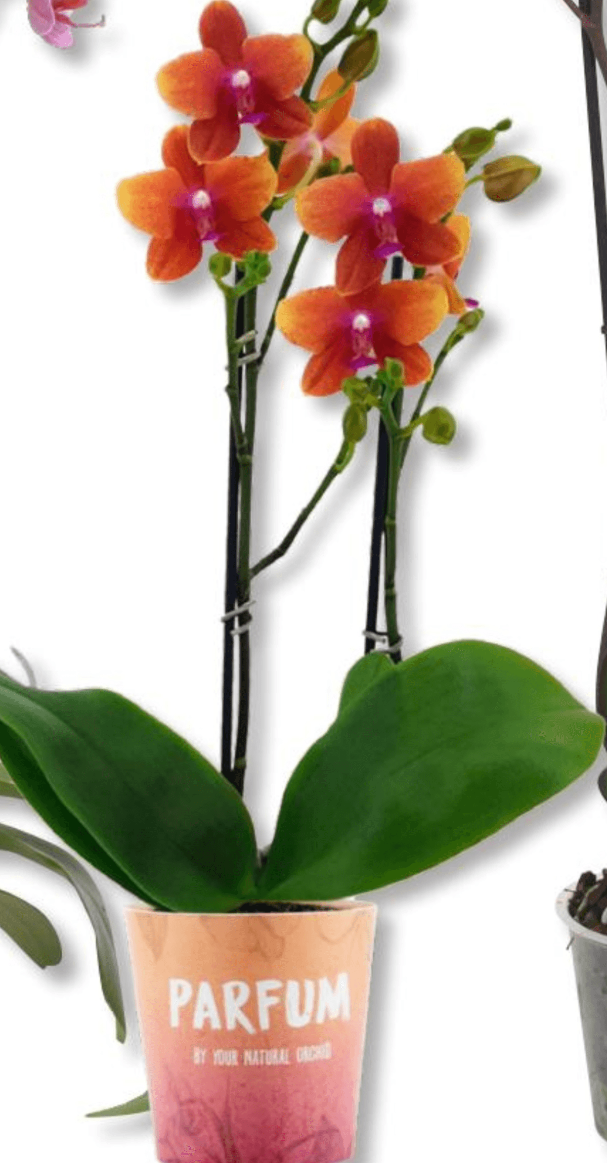 Bolgheri - Akcija v trgovini Bauhaus