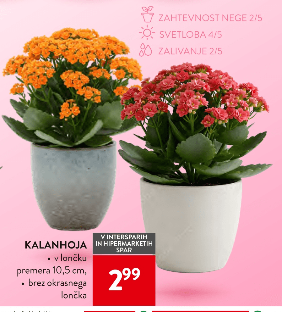 Kalanhoja - Akcija v trgovini Spar