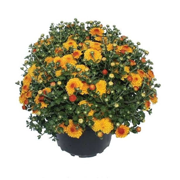 Krizantema Mnogocvetna Chrysanthemum Multiflorum 20 cm lonček