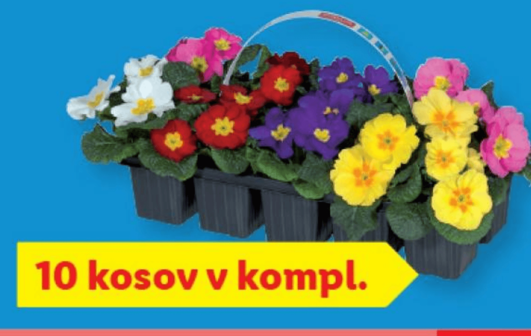 Primula 10 kosov v kompl., višina: pribl. 14 do 18 cm