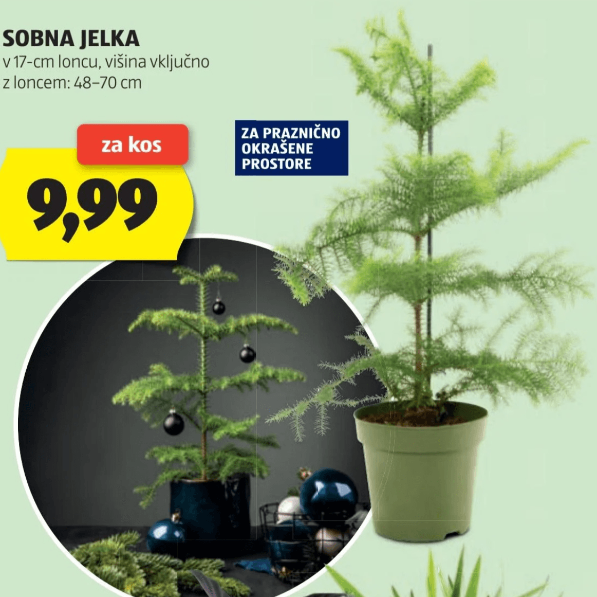 Sobna jelka v 17-cm loncu