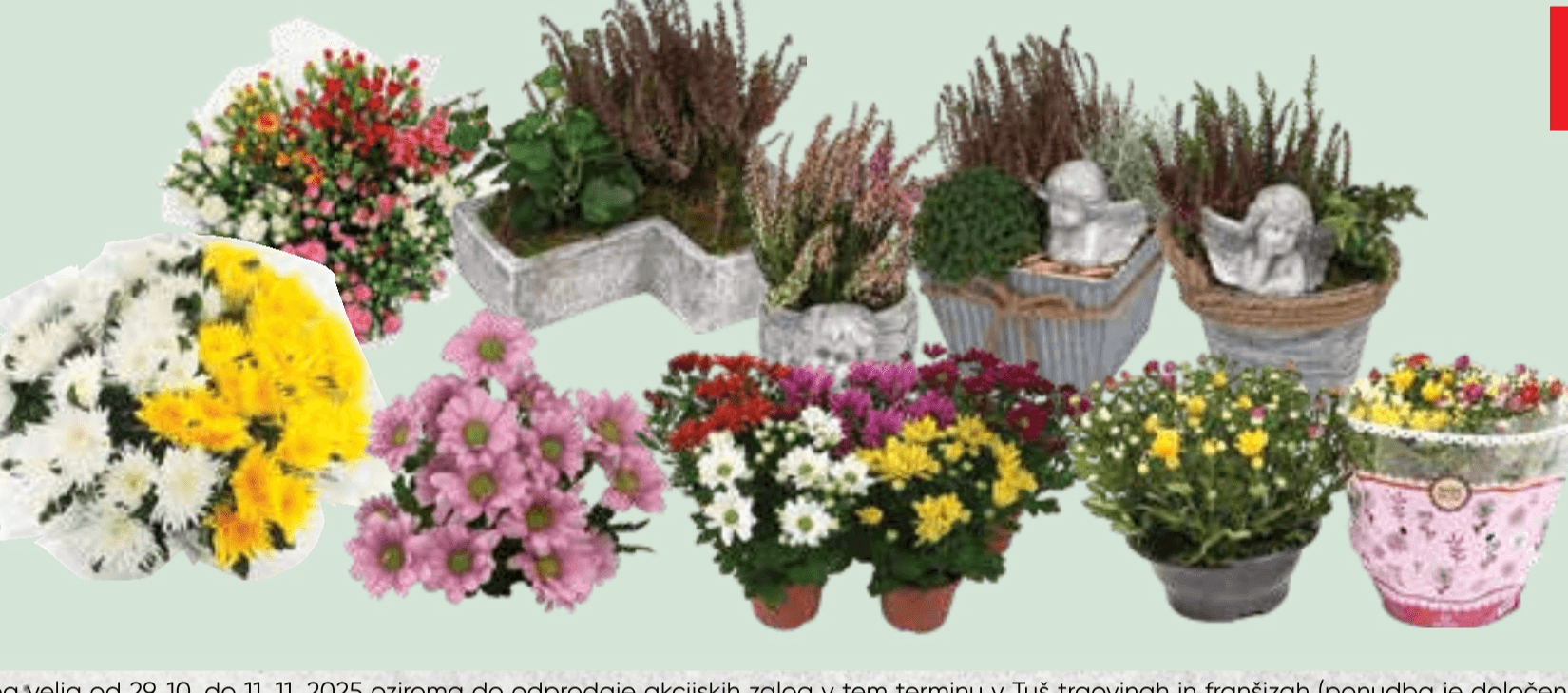 Lončnice Krizantem, Šopki in Nagrobni Aranžmaji