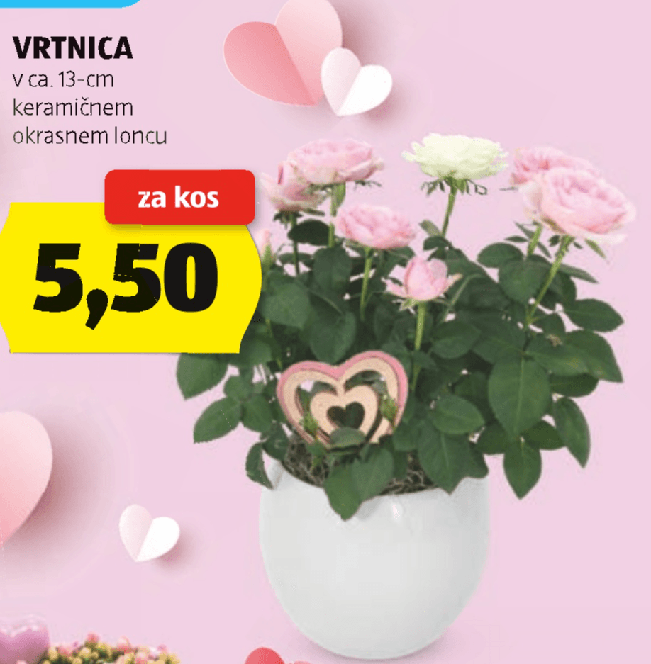 Vrtnica - Akcija v trgovini Hofer