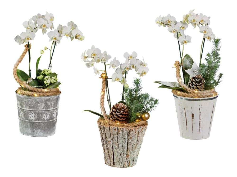 Praznični aranžma z orhidejo