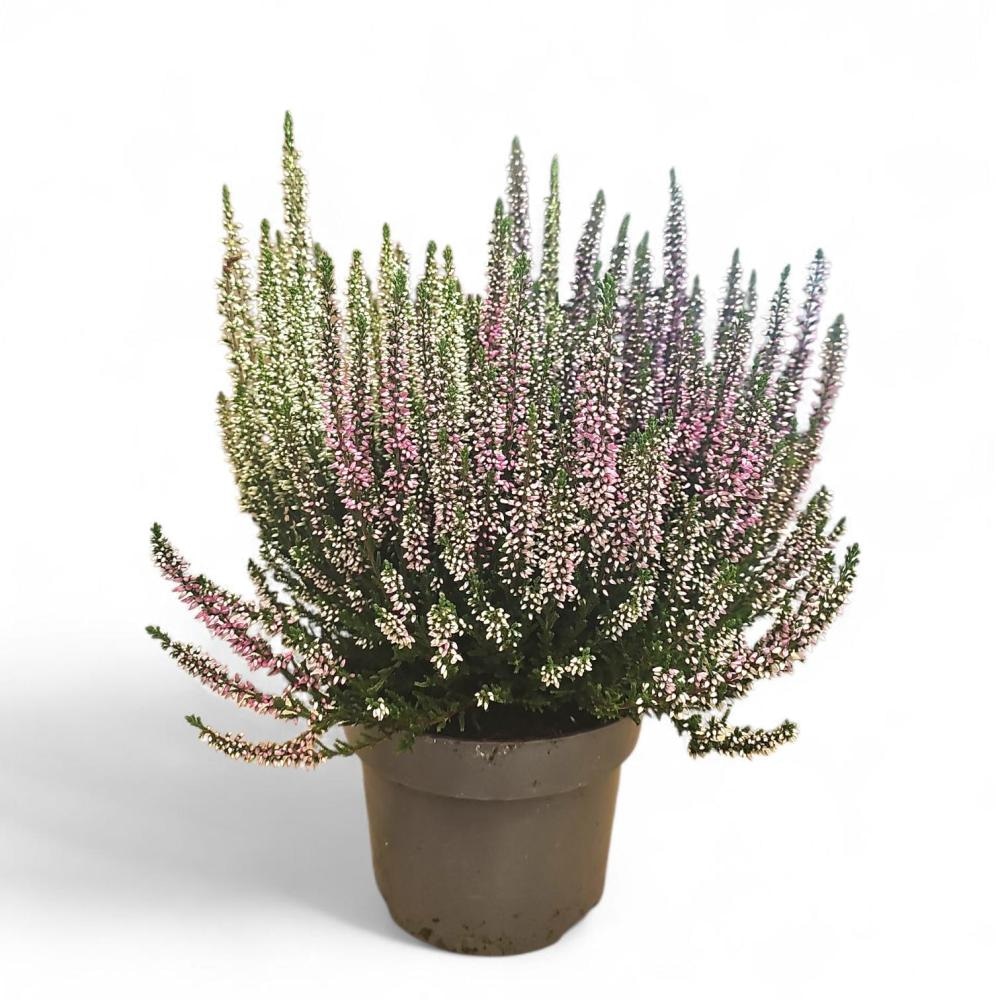 Jesenska vresa 'Beauty Ladies Quattro' Ø 17 cm