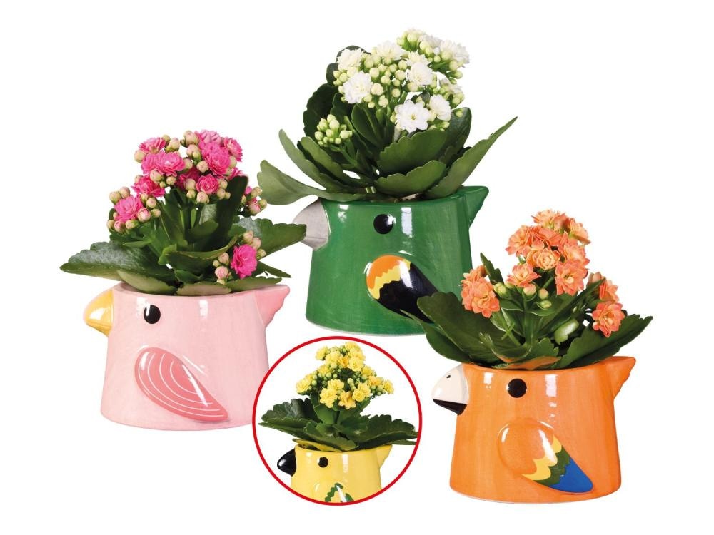 Kalanhoja Ø pribl. 7 cm, višina: pribl. 14 do 18 cm - Akcija v trgovini Lidl