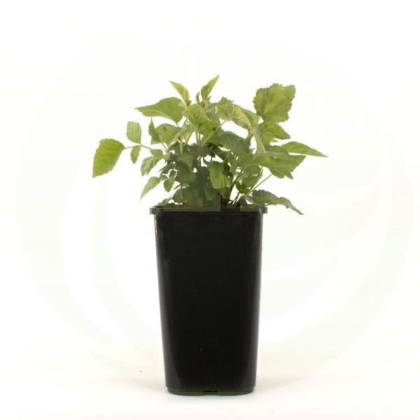 Jagodičevje Tayberry Ø 14 cm lonček