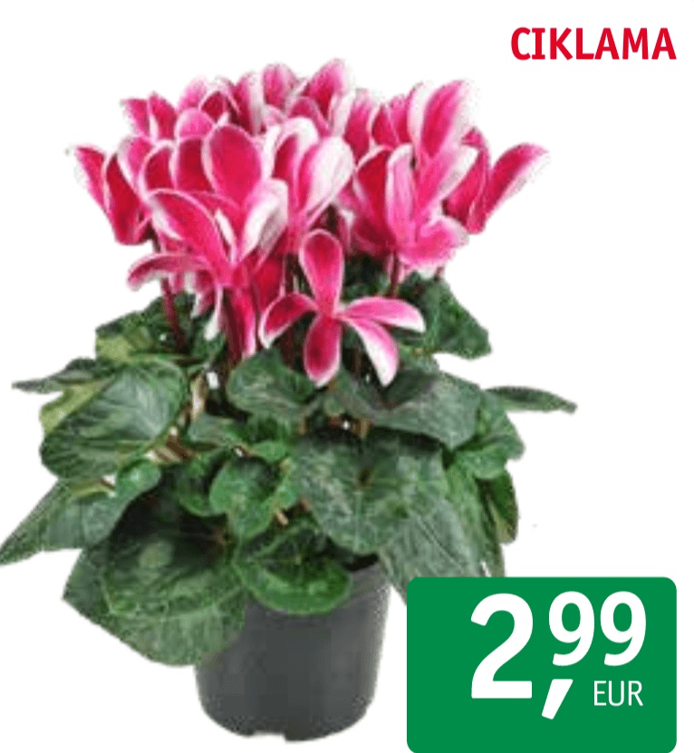 Ciklama
