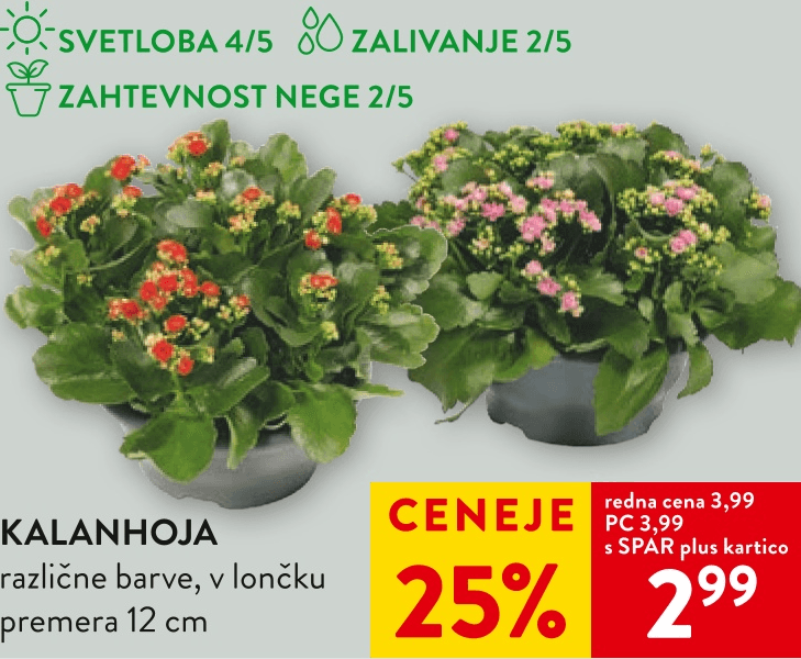 Kalanhoja premera 12 cm