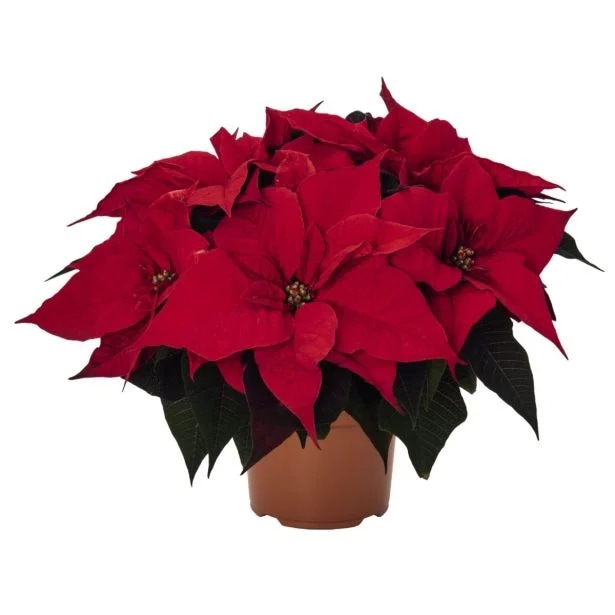 Božična zvezda v loncu Ø 27 cm