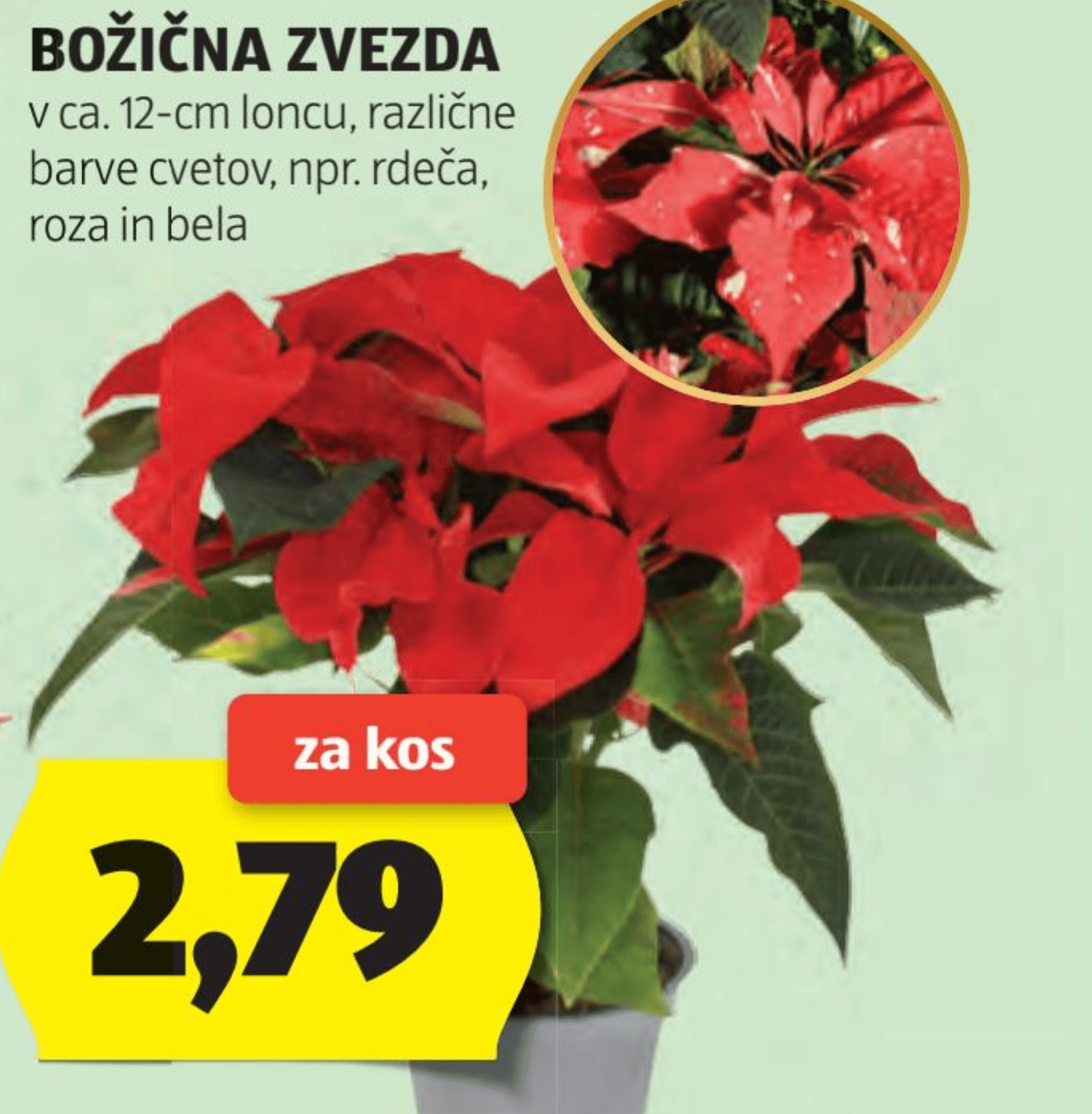 Božična zvezda